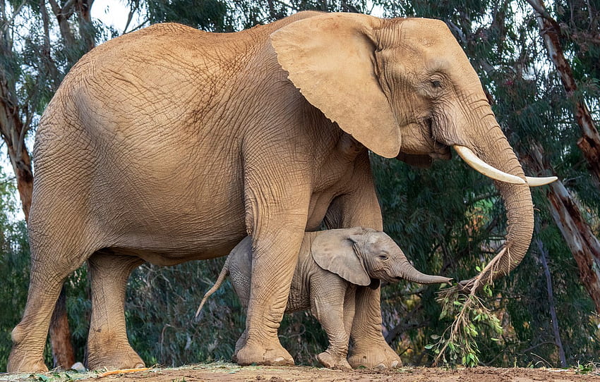 Blätter, Bäume, Natur, Elefant, Baby - Mutter mit Elefantenbaby, Elefantenbaby HD-Hintergrundbild
