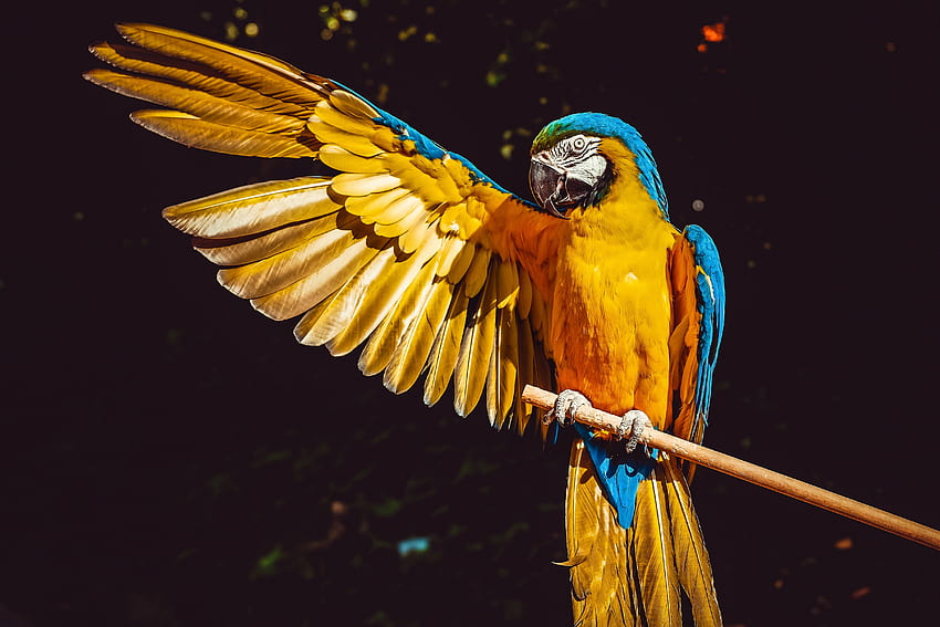 Animals, Parrots, Wing, Wave, Sweep, Macaw HD wallpaper