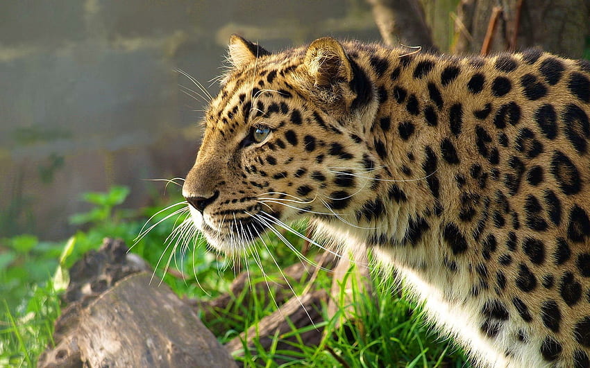 Animais, Leopardo, Malhado, Manchado, Gato Grande, Caça, Caça, Perfil papel de parede HD