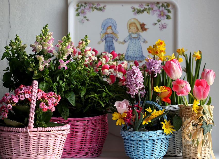Flowers, Tulips, Narcissussi, Hyacinth, Basket, Baskets, Variety, Diversity, Kalanchoe, sia HD wallpaper