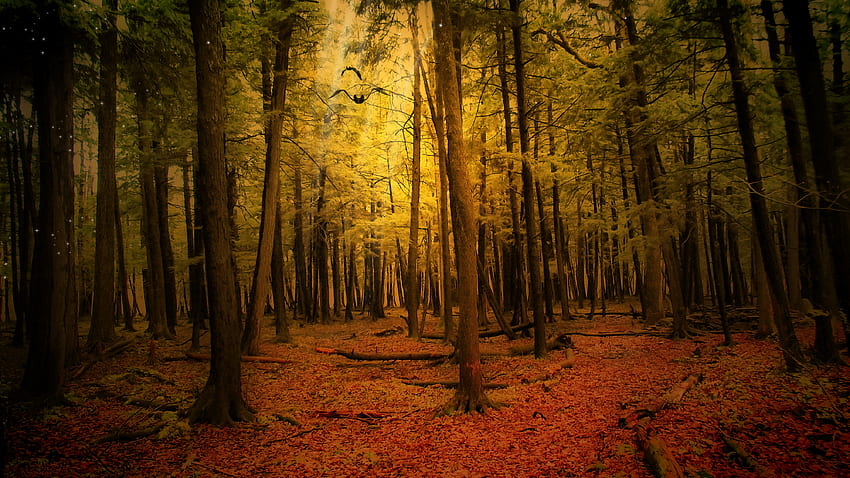 風景, 自然, 秋, 森 高画質の壁紙