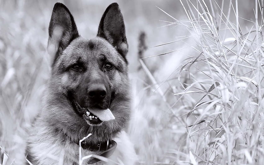 Black White Guard Dog / and Mobile Background, Black and White Animal Computer HD wallpaper