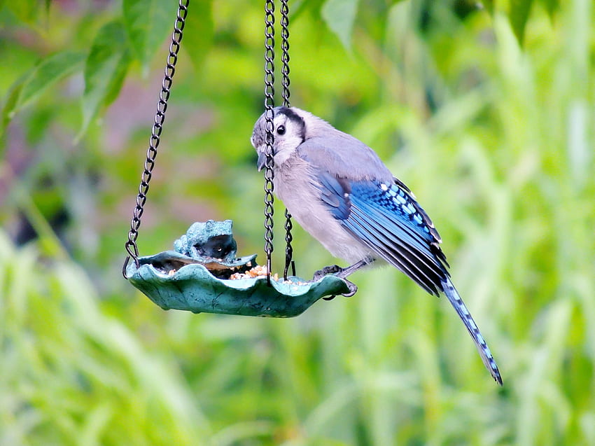 อาหารว่าง นก กราฟฟิตี ฤดูร้อน เมล็ดพืช บลูเจย์ ฟีดเดอร์ วอลล์เปเปอร์ HD