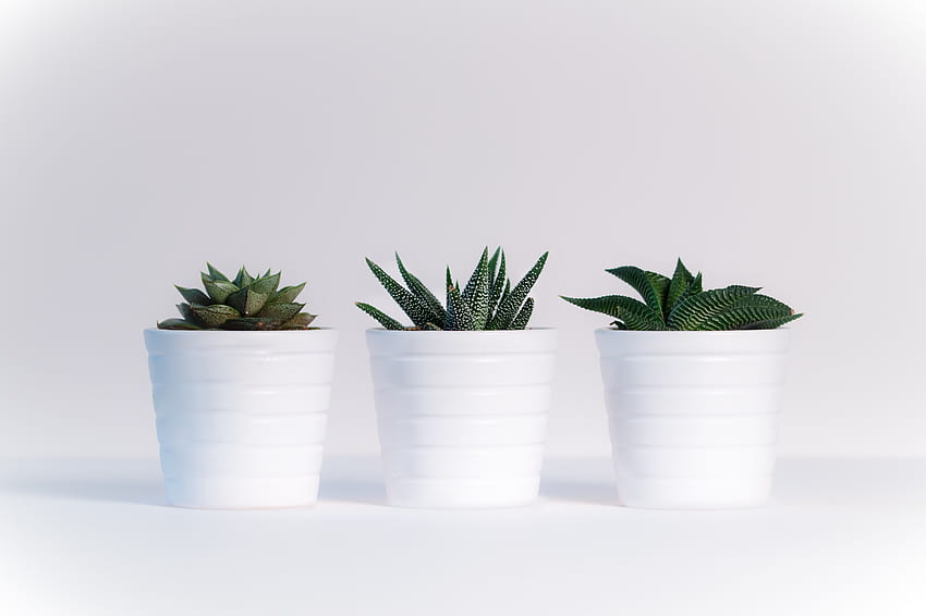 Три различни зелени растения в бели керамични саксии · HD тапет