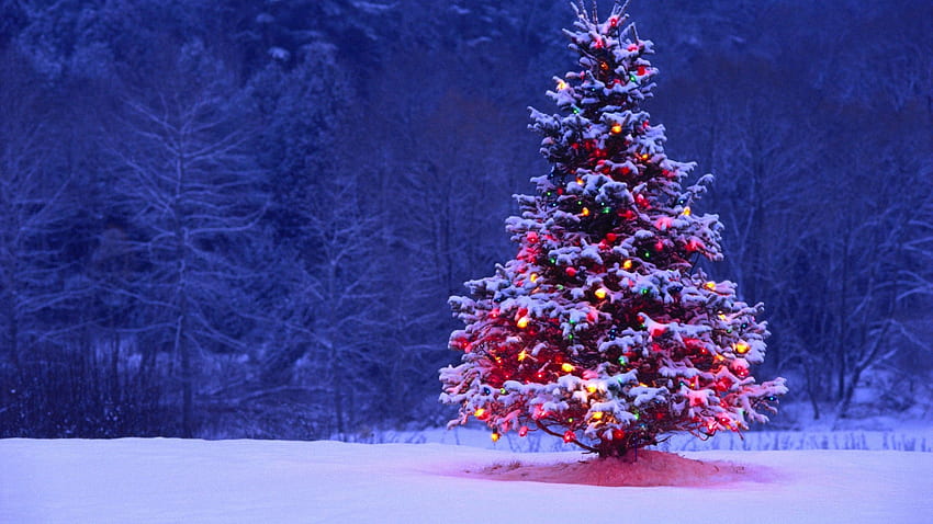 Cute Christmas Background, Cute Christmas Tree HD wallpaper