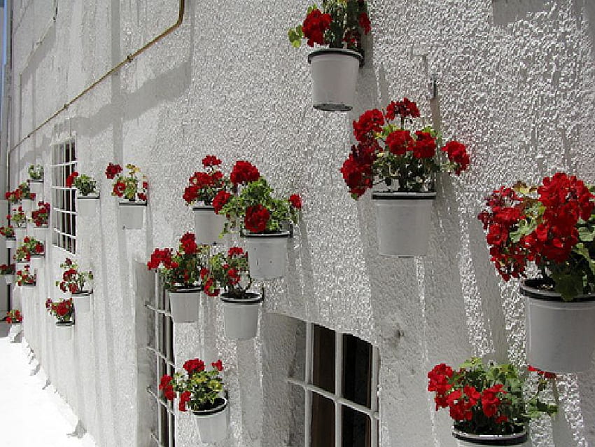 บ้านโบดรัมไก่งวง สีขาว ไก่งวง บ้าน ดอกไม้ โบดรัม วอลล์เปเปอร์ HD