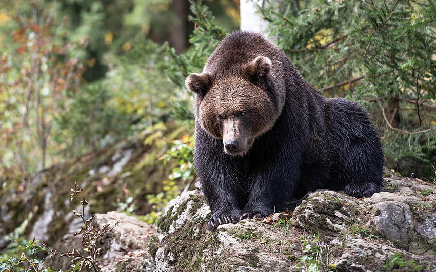 Black Bear, animal, nature, bear HD wallpaper