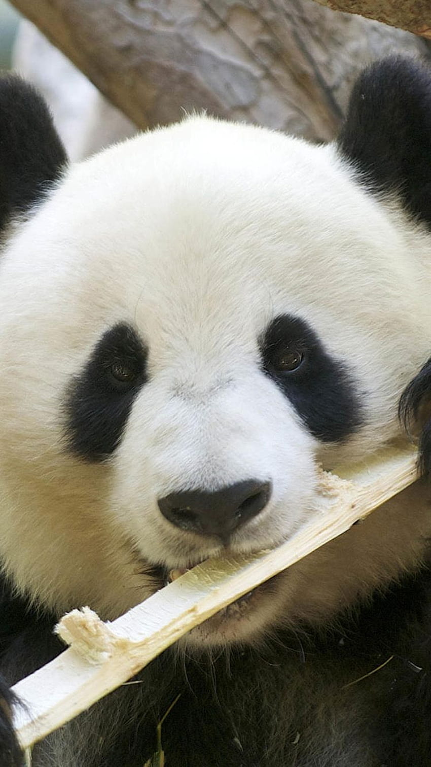 Cute panda eating bamboo iPhone 6 iPhone HD phone wallpaper