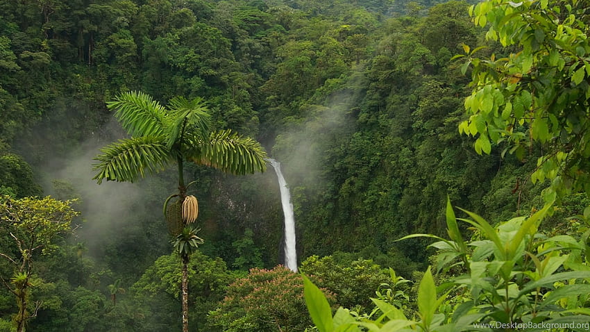 Ultra dżungla, tło tła, piękna dżungla Tapeta HD