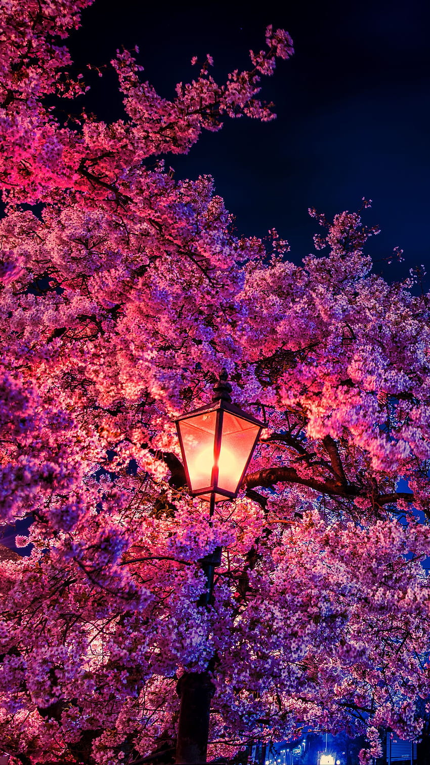 sakura, fleurs, lanterne, fleurit, soir, printemps q samsung galaxy s6, s7, bord, remarque, fond lg g4 Fond d'écran de téléphone HD