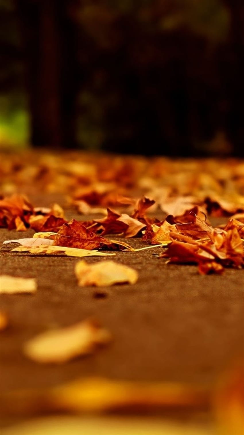 Nature Fall Orange Leaves Road Bokeh iPhone 8, Orange Leaf wallpaper ponsel HD