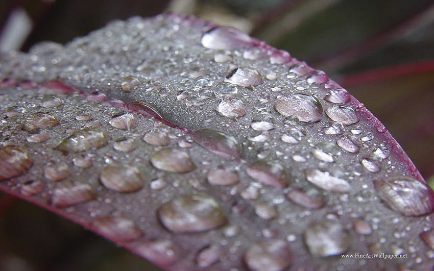 Wet leaf, purple, green grey, drops, leaf, water HD wallpaper