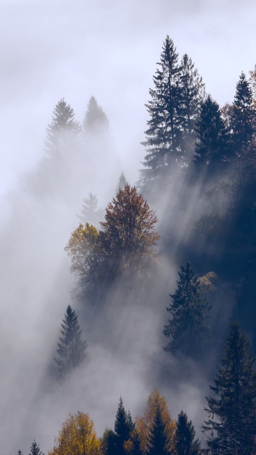 Foggy in Forest 4K wallpaper download