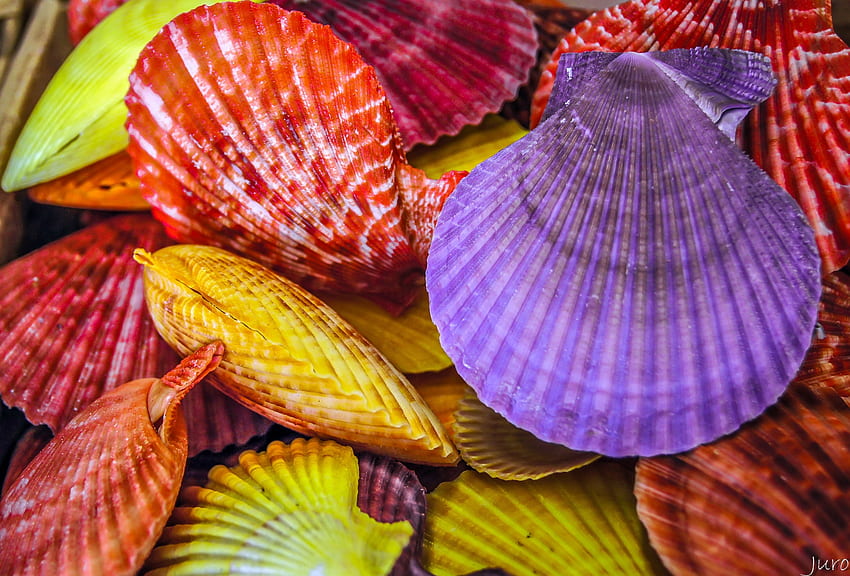 Colorful Seashells, graphy, Seashells, Nature, Colorful, Shells HD wallpaper