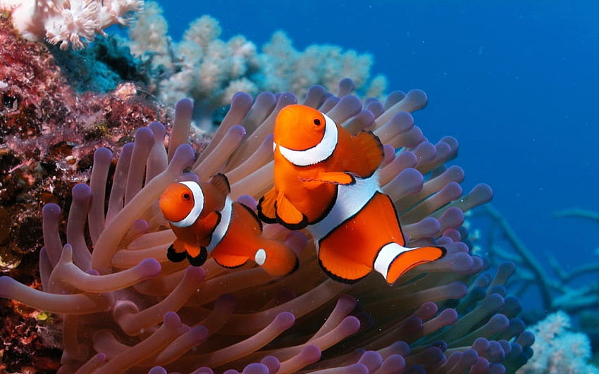Ultra Fish - Top Ultra Fish Background - Clownfish and sea anemone, Fish , Clown fish HD wallpaper