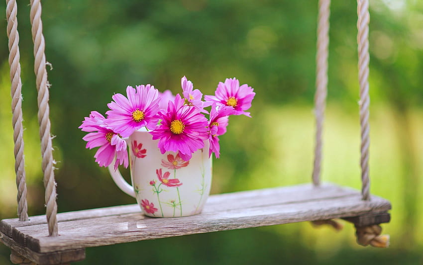 꽃의 컵, 핑크, 데이지, 꽃, 그네, 봄, 컵 HD 월페이퍼