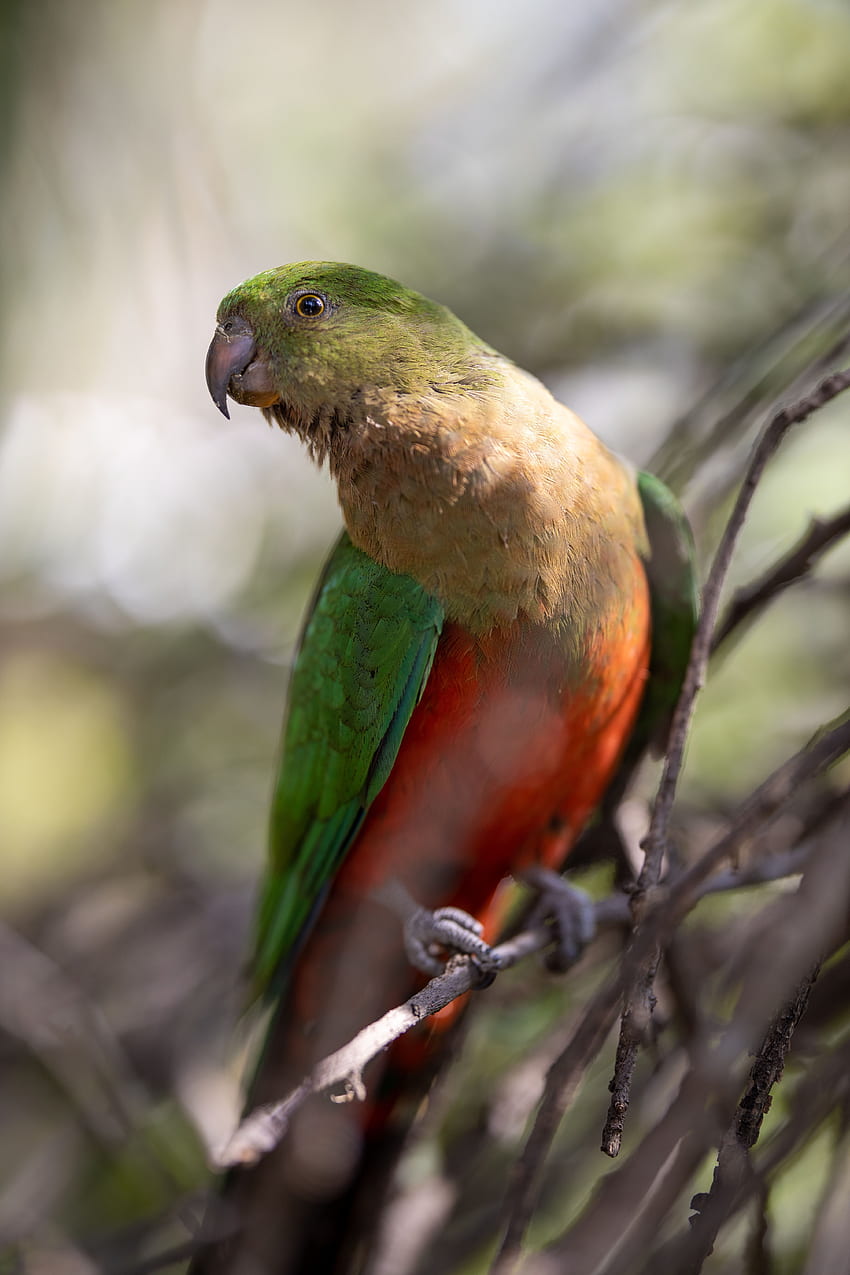 Tiere, Papageien, Feder, Vogel, Flügel, Ara HD-Handy-Hintergrundbild