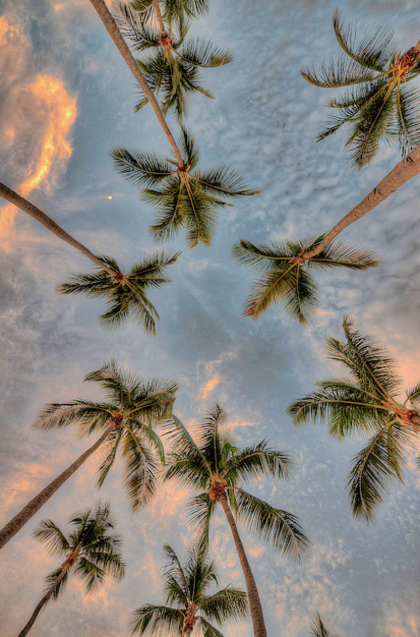 하와이 야자수. 소금생활. 해변 생활. 코코넛 나무 여름 일몰입니다. Tree iphone, iphone summer, 자연 그래픽, Hawaii Aesthetic Palm Trees HD 전화 배경 화면