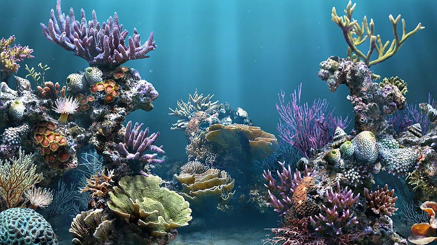 Wyjątkowe akwarium. Ilustrasi, Ikan, Coral Reef Computer Tapeta HD