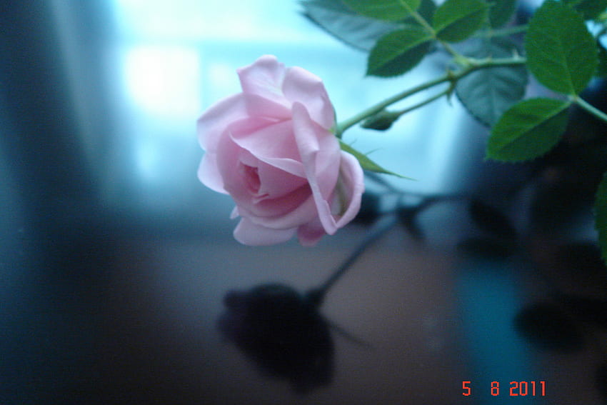 Plantas, Flores, Rosas papel de parede HD