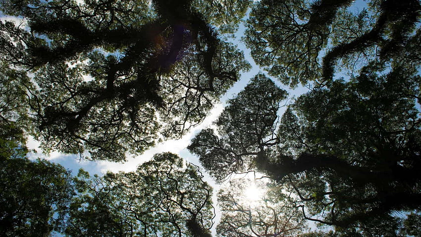 Trees avoid touching? The stunning mystery of crown shyness HD wallpaper