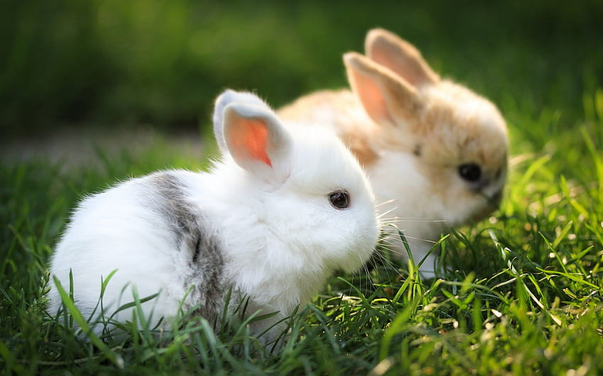 Cute White Baby Rabbits, Winter Rabbit HD wallpaper
