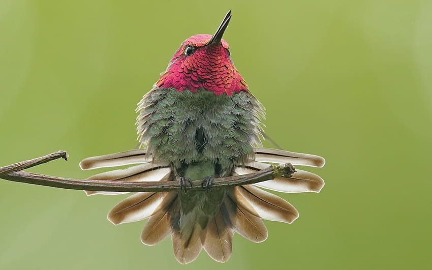 Colibri, rose, oiseau, colibri, vert, pasare, mignon Fond d'écran HD