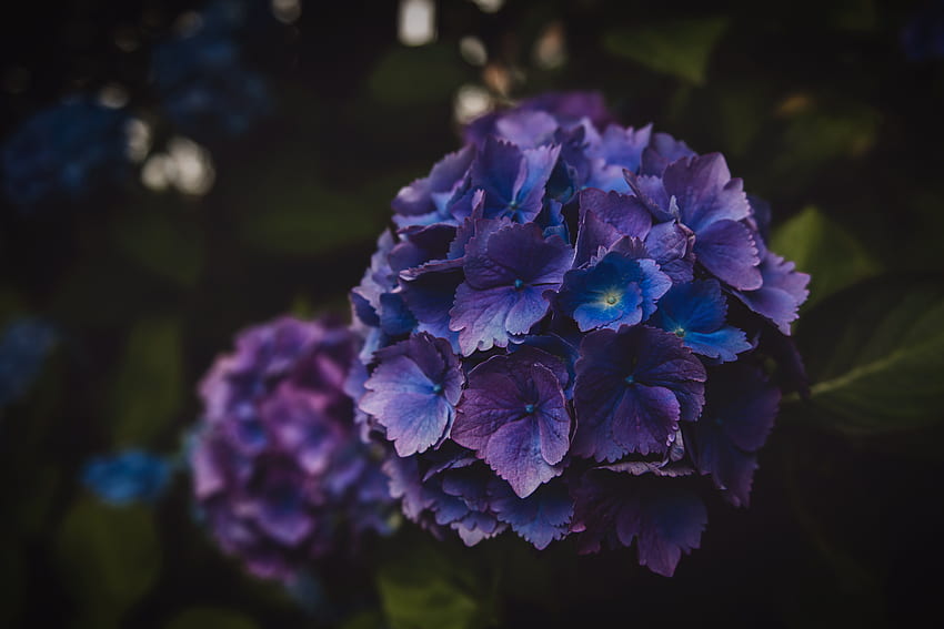 Flowers, Violet, Macro, Purple, Hydrangea, Inflorescence HD wallpaper