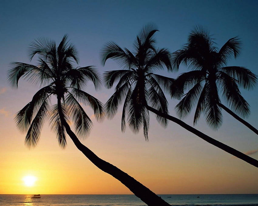 Three Sisters, sea, palm, sunset, beach HD wallpaper