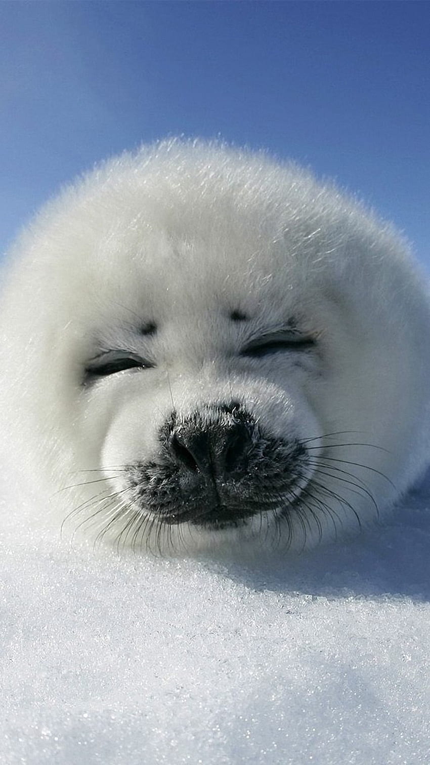 Кученце на гренландски тюлен - -, Сладък тюлен HD тапет за телефон