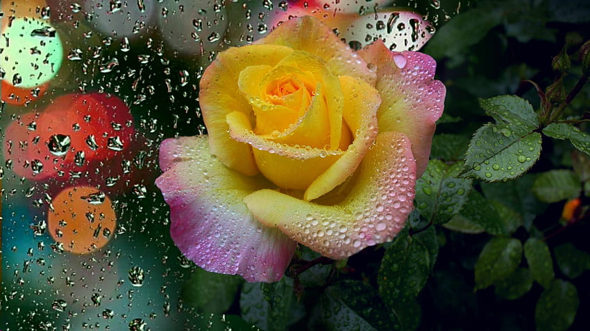 Touch of Pink, pink, long, yellow, rose, stem, single HD wallpaper