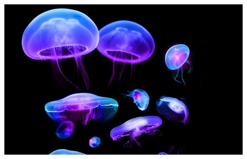 Jellyfish HD wallpaper | Pxfuel