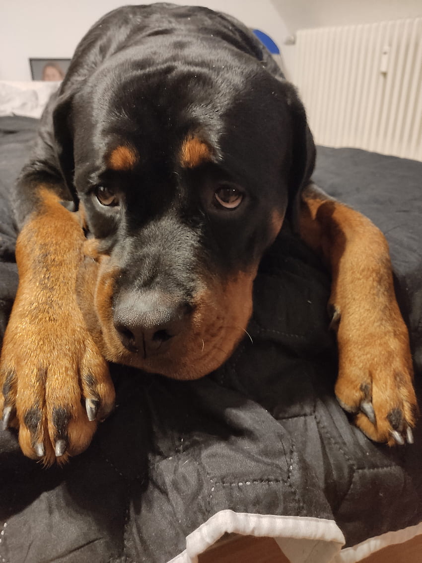 Rottweiler, companion dog HD phone wallpaper