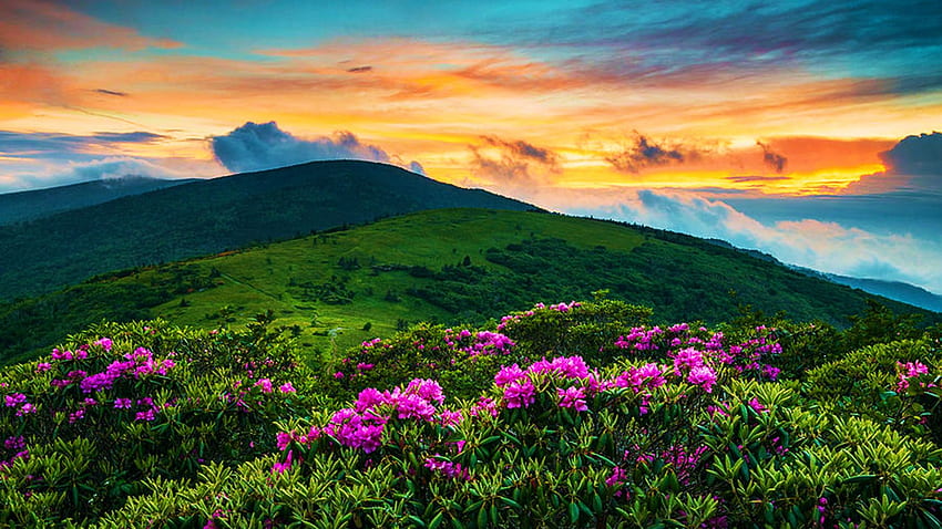 Северна Каролина Appalachian Trail, Роан Маунтин Хайлендс, хълмове, цветове, облаци, пейзаж, цветя, небе, САЩ, залез HD тапет