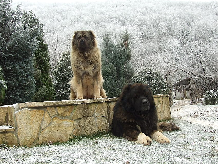 sarplaniac. Simpatici cani Sarplaninac e caucasici Sfondo HD