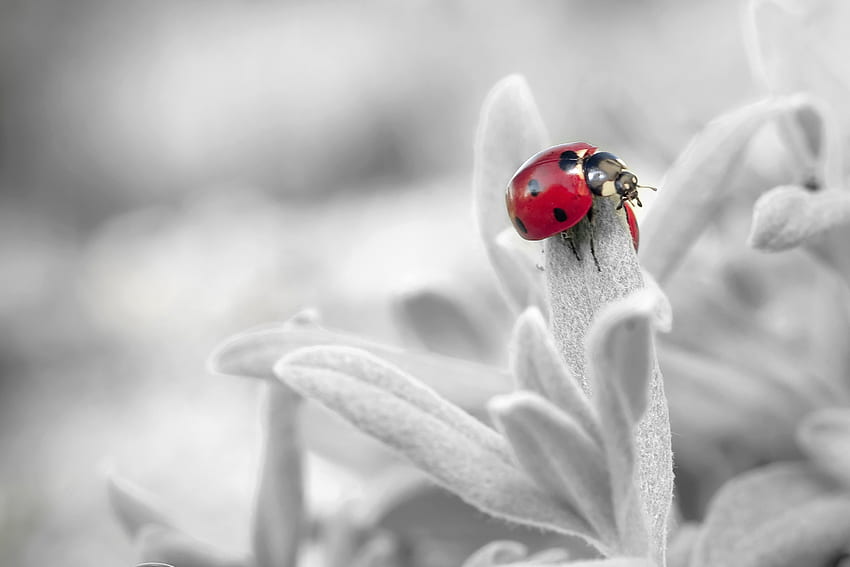 Bunga, Makro, Kelopak, Serangga, Ladybug, Ladybird Wallpaper HD