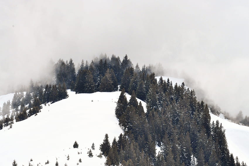 Winter, trees, snow layered ground, landscape HD wallpaper