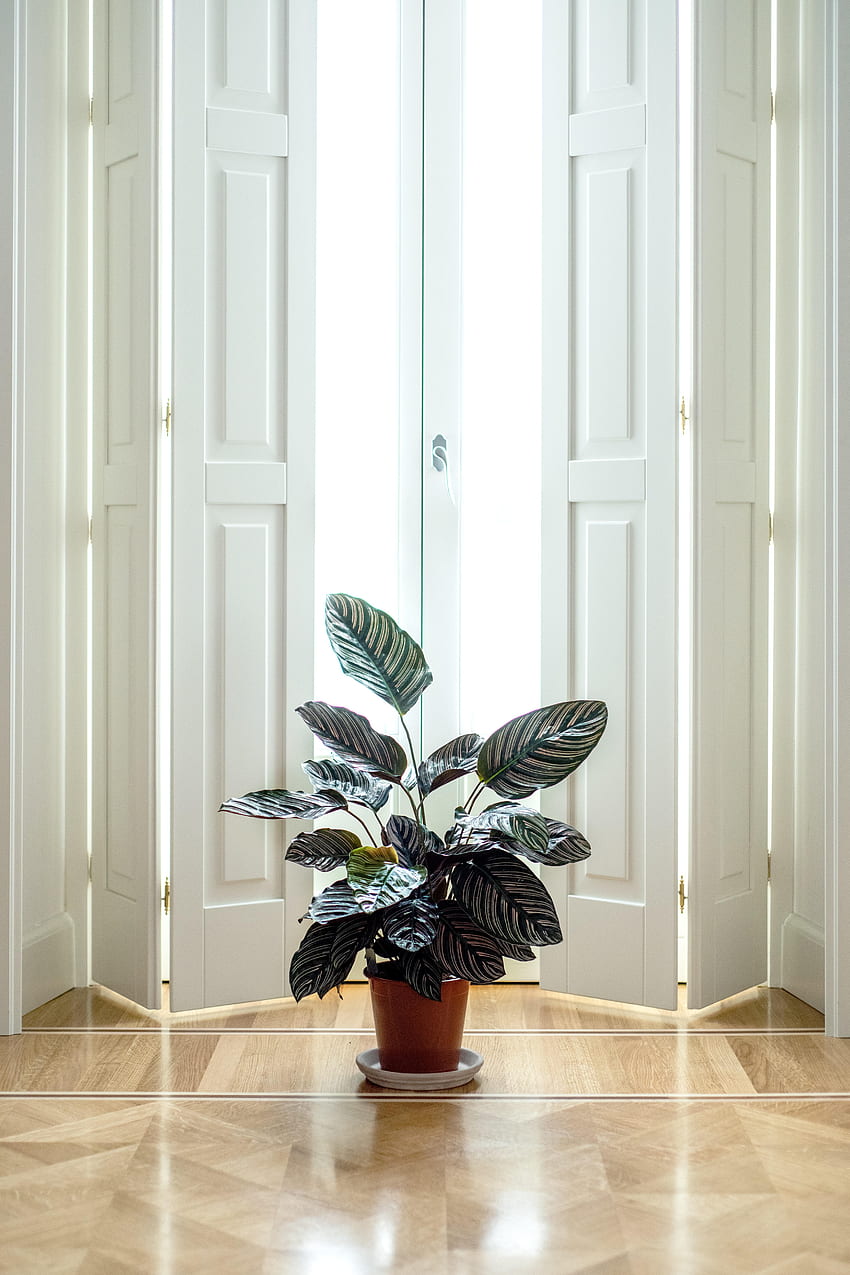 Interior, , , Room, Door, Indoor Plant, Houseplant HD phone wallpaper