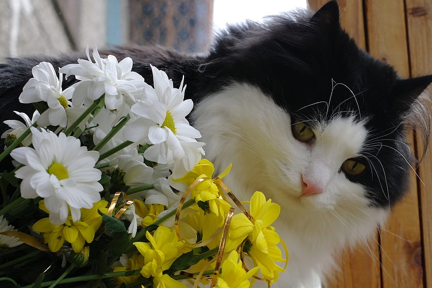 Animals, Flowers, Cat, Fluffy, Muzzle, Bouquet HD wallpaper