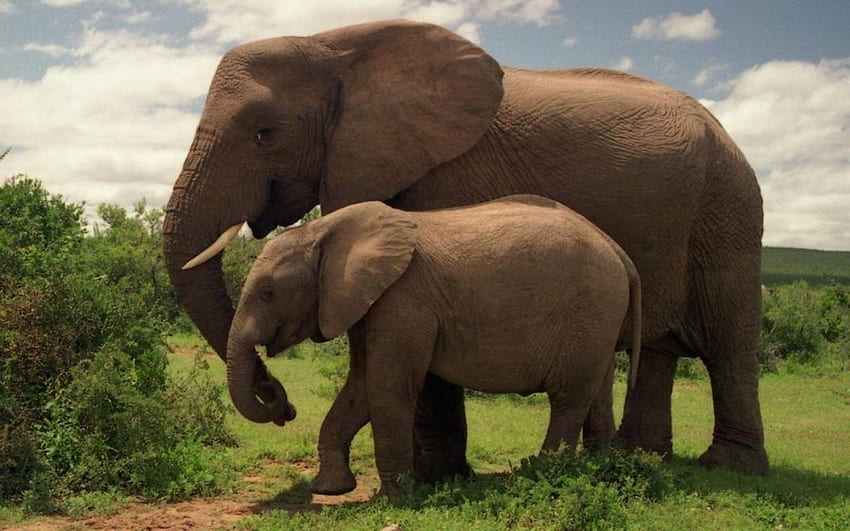 ช้าง ลูก แม่ ความรัก วอลล์เปเปอร์ HD