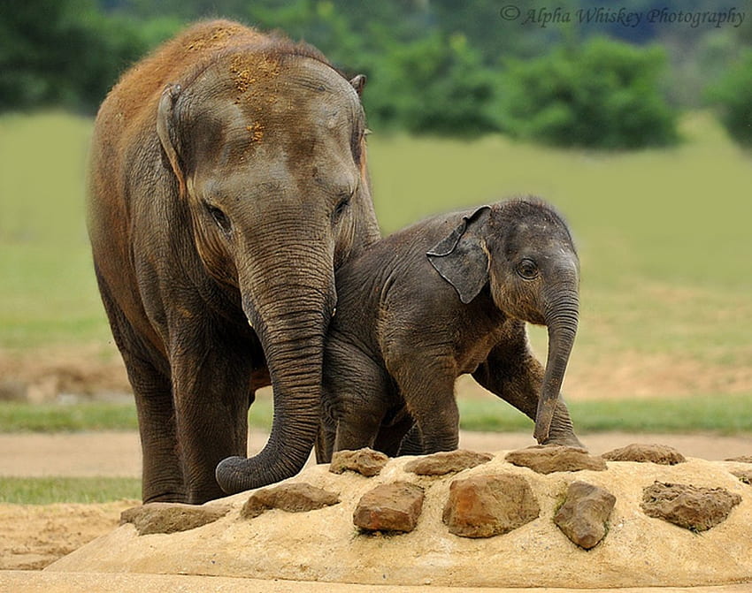 Słonie, dziecko, słodkie, zoo, słoń Tapeta HD