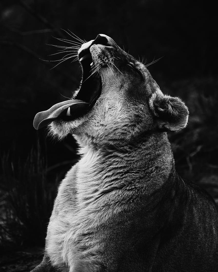 動物、にやにや笑う、捕食者、雌ライオン、Bw、Chb、悲鳴、泣く HD電話の壁紙