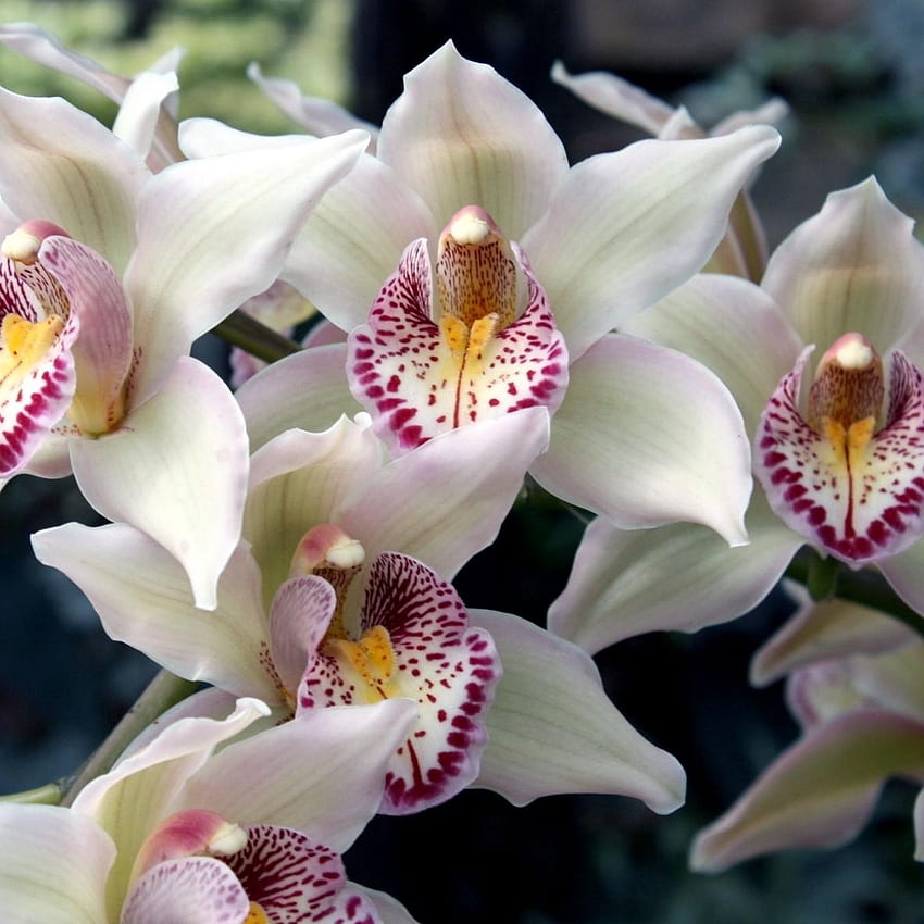 orchids, flowers, spotted, exotic ipad HD phone wallpaper