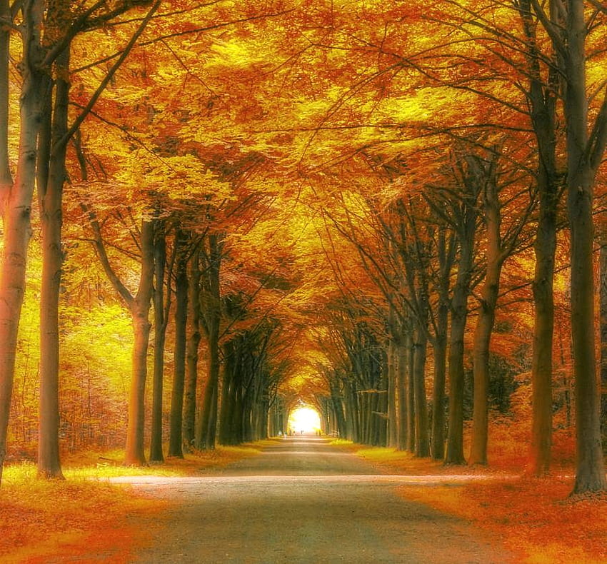 Golden arches, golden, leaves, trees, autumn, arches canopy HD wallpaper