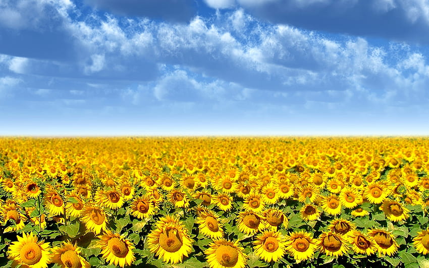 Bidang bunga matahari, bidang, kuning, bunga, alam, bunga matahari Wallpaper HD