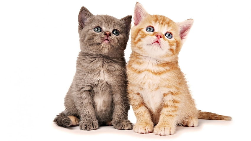 Cute cats, animal, kitten, cute, cat HD wallpaper