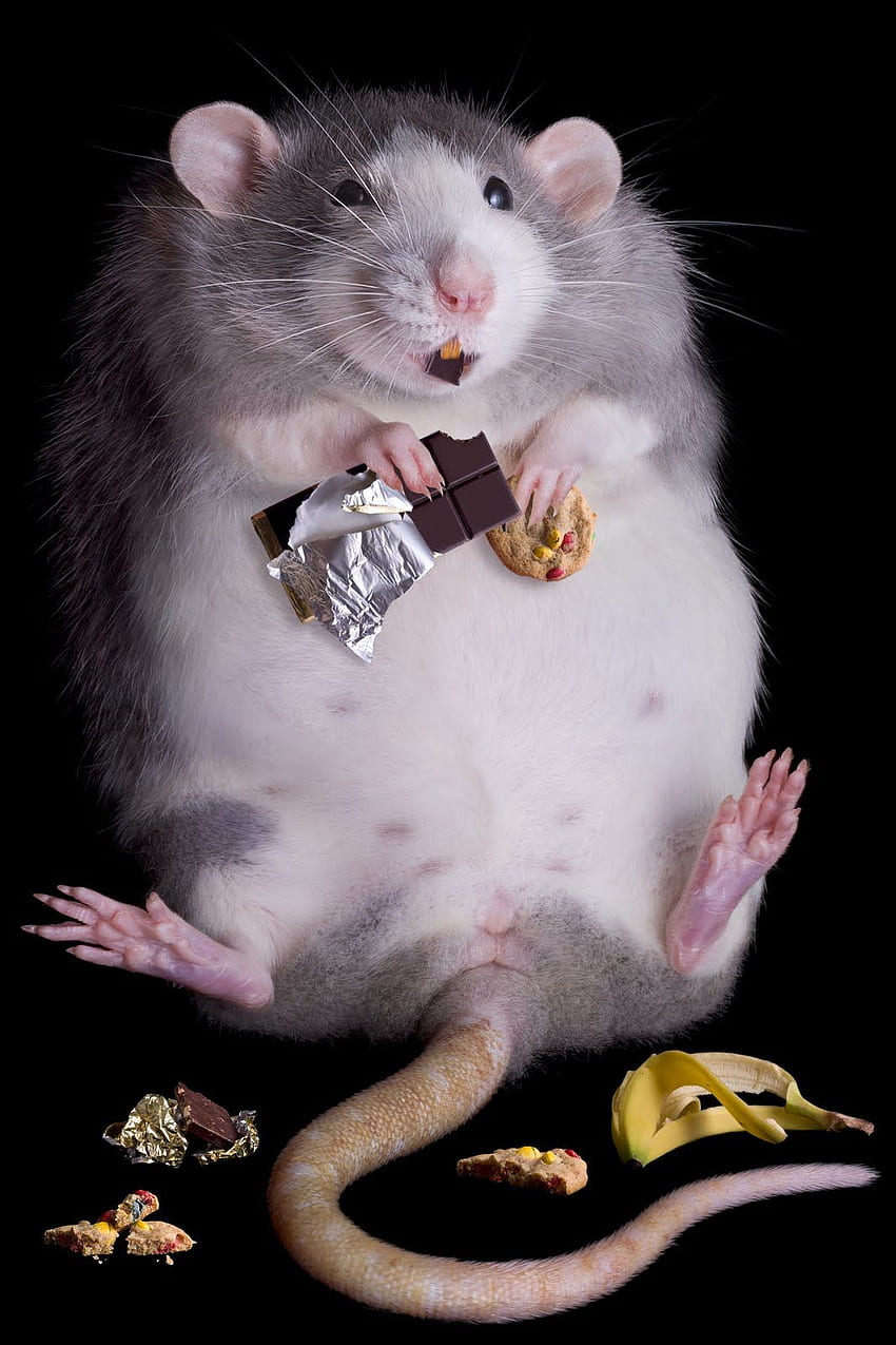 Cute Rat , Rats HD phone wallpaper | Pxfuel