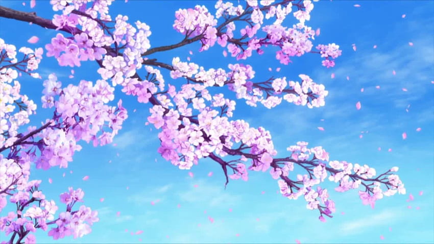 Falling Sakura -, Sakura Tree Anime Tapeta HD