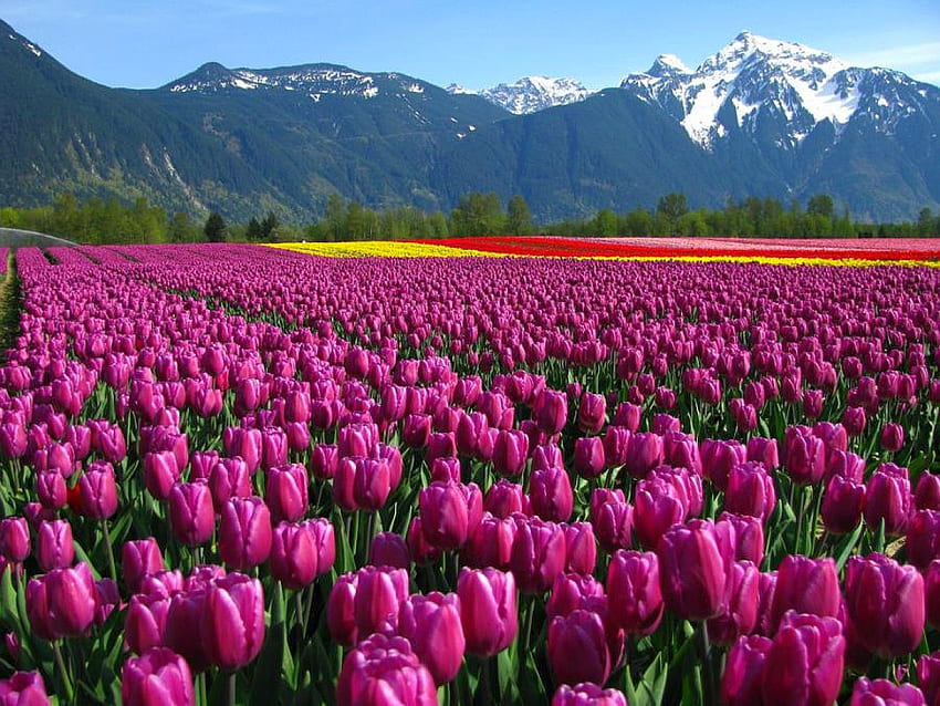 Campo de tulipanes, hermoso, tulipanes, , campo fondo de pantalla