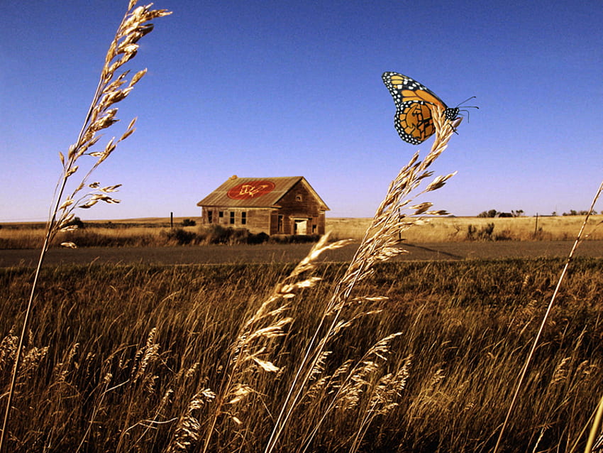 kelebek-1, uzak görüş, tahıllar, ev HD duvar kağıdı